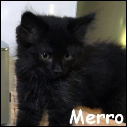 Merro