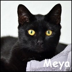 Meya