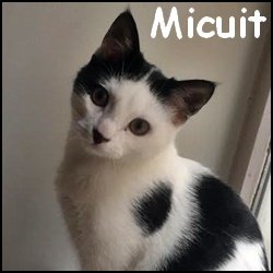 Micuit