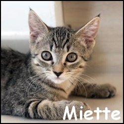 Miette