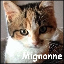 Mignonne