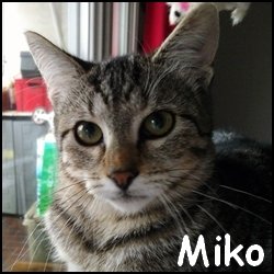 Miko