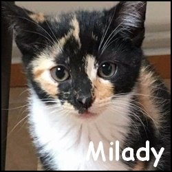 Milady