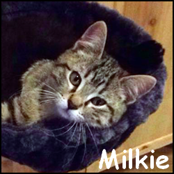 Milkie