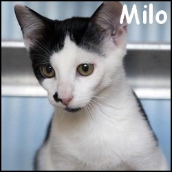 Milo