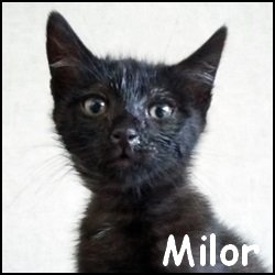 Milor