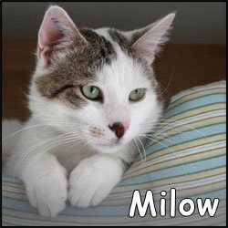 Milow