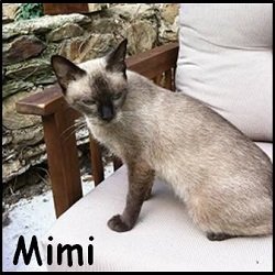 Mimi