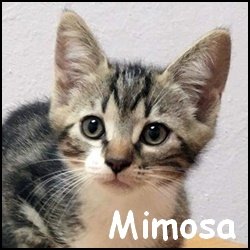 Mimosa