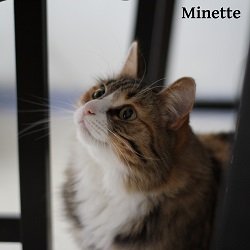 Minette2014