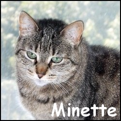 Minette