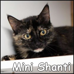 Mini Shanti