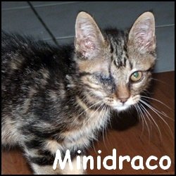 Minidraco