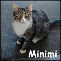 Minimi