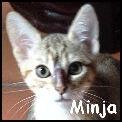 Minja