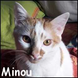 Minou