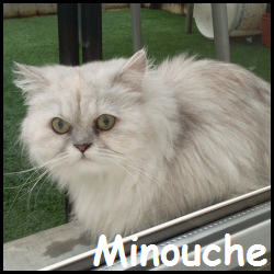 Minouche