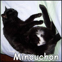 Minouchon