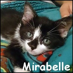 Mirabelle