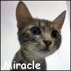 Miracle