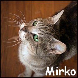 Mirko