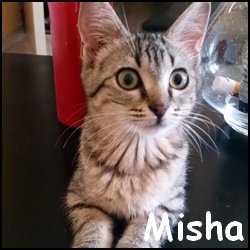 Misha