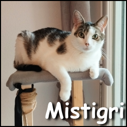 Mistigri