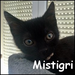 Mistigri