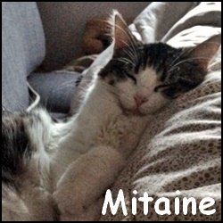 Mitaine