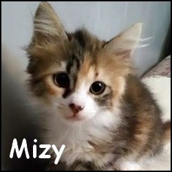 Mizy