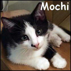 Mochi