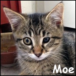 Moe