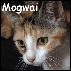 Mogwai