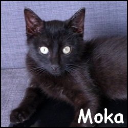 Moka