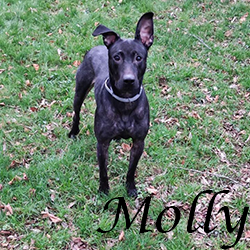 Molly2