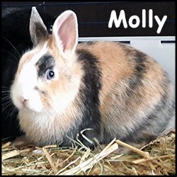 Molly