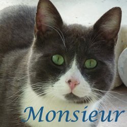 Monsieur