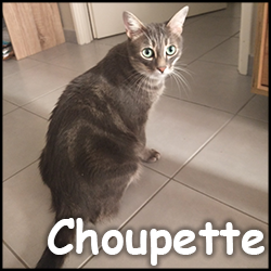 Monsieur Choupette