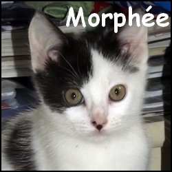 Morphee