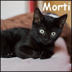 Morti