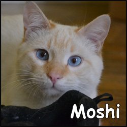 Moshi