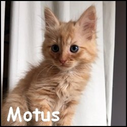 Motus