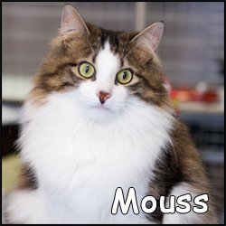 Mouss