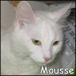 Mousse