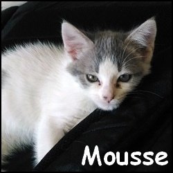 Mousse