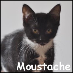 Moustache