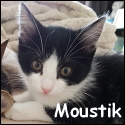 Moustik