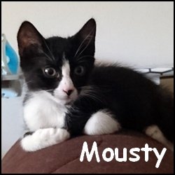 Mousty