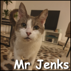 Mr Jenks