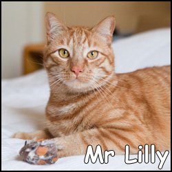 Mr Lilly